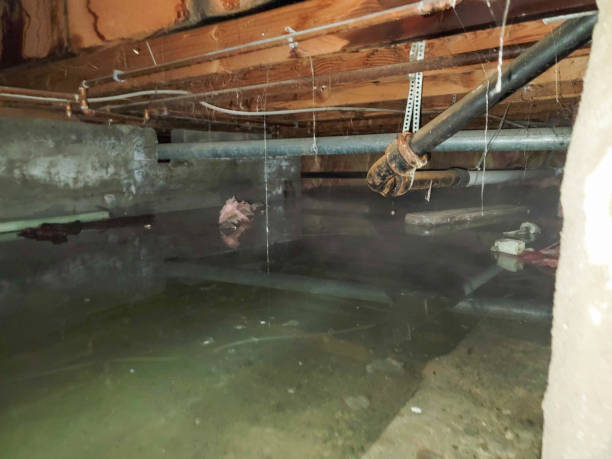 Best Water damage restoration specialists  in Clay, KY