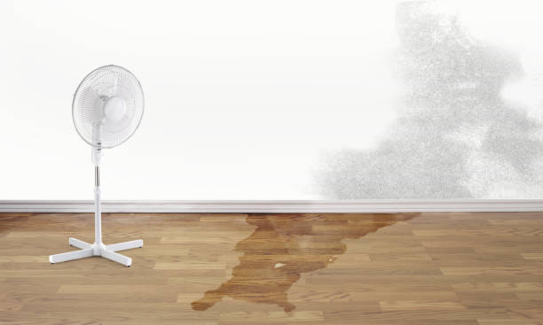 Best Water damage contractors near me  in Clay, KY