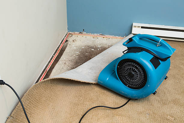 Best Carpet water damage restoration  in Clay, KY